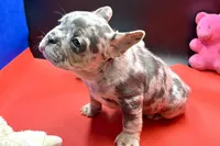 Scout, a male French Bulldog for sale in Sturgis, MI – Photo 5 of 9