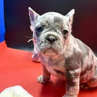 Scout, a male French Bulldog for sale in Sturgis, MI – Photo 7 of 9