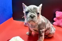 Scout, a male French Bulldog for sale in Sturgis, MI – Photo 7 of 9