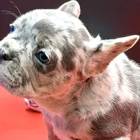 Scout, a male French Bulldog for sale in Sturgis, MI – Photo 2 of 9