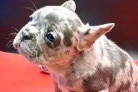 Scout, a male French Bulldog for sale in Sturgis, MI – Photo 2 of 9