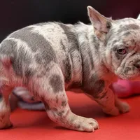 Scout, a male French Bulldog for sale in Sturgis, MI – Photo 4 of 9