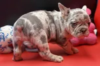 Scout, a male French Bulldog for sale in Sturgis, MI – Photo 4 of 9