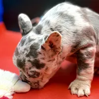 Scout, a male French Bulldog for sale in Sturgis, MI – Photo 6 of 9