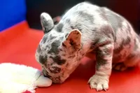 Scout, a male French Bulldog for sale in Sturgis, MI – Photo 6 of 9