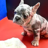 Scout, a male French Bulldog for sale in Sturgis, MI – Photo 8 of 9