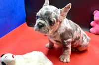 Scout, a male French Bulldog for sale in Sturgis, MI – Photo 8 of 9