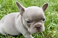 Cash, a male French Bulldog for sale in Sturgis, MI – 7 of 9
