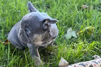 Kanto , a male French Bulldog for sale in Sturgis, MI – 8 of 9