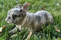 Gizmo, a male French Bulldog for sale in Sturgis, MI – 9 of 9