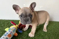 Grayson, a male French Bulldog for sale in Sturgis, MI – Photo 7 of 8