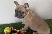 Grayson, a male French Bulldog for sale in Sturgis, MI – Photo 8 of 8