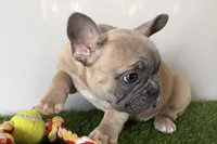 Grayson, a male French Bulldog for sale in Sturgis, MI – Photo 4 of 8