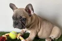 Grayson, a male French Bulldog for sale in Sturgis, MI – Photo 6 of 8