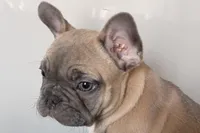 Grayson, a male French Bulldog for sale in Sturgis, MI – Photo 1 of 8