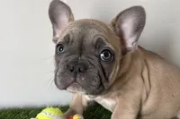 Grayson, a male French Bulldog for sale in Sturgis, MI – Photo 2 of 8