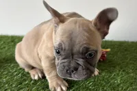 Grayson, a male French Bulldog for sale in Sturgis, MI – Photo 3 of 8