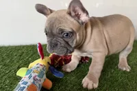 Grayson, a male French Bulldog for sale in Sturgis, MI – Photo 5 of 8