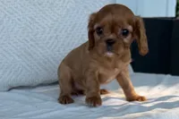 Stacy, a female Cavalier King Charles Spaniel for sale in Sturgis, MI – 3 of 9