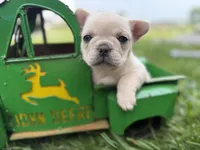 Skye , a female French Bulldog for sale in Sturgis, MI – 7 of 9