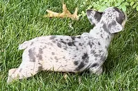 Greta, a female French Bulldog for sale in Sturgis, MI – 6 of 8