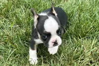 Frizzle, a female French Bulldog for sale in Sturgis, MI – 7 of 9