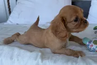 Sally, a female Cavalier King Charles Spaniel for sale in Sturgis, MI – 7 of 9