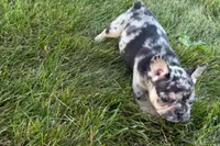 Calvin, a male French Bulldog for sale in Sturgis, MI – 9 of 9
