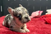 Zero, a female French Bulldog for sale in Sturgis, MI – 2 of 8