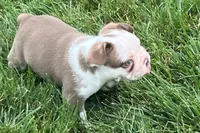 Gunner, a male French Bulldog for sale in Sturgis, MI – 4 of 10