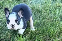 Cecil , a male French Bulldog for sale in Sturgis, MI – 7 of 9