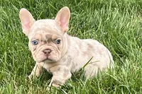 Eeyore, a male French Bulldog for sale in Sturgis, MI – 1 of 10