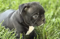 Quincy, a male Frenchton for sale in Sturgis, MI – 9 of 10