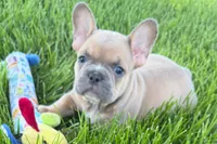 Peanut, a male French Bulldog for sale in Sturgis, MI – 4 of 10