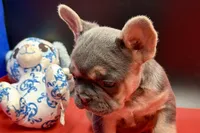 Sadie, a female French Bulldog for sale in Sturgis, MI – Photo 3 of 9