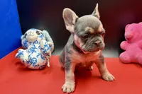 Sadie, a female French Bulldog for sale in Sturgis, MI – Photo 8 of 9