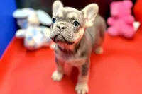 Sadie, a female French Bulldog for sale in Sturgis, MI – Photo 7 of 9