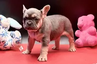 Sadie, a female French Bulldog for sale in Sturgis, MI – Photo 2 of 9