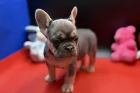 Sadie, a female French Bulldog for sale in Sturgis, MI – Photo 5 of 9