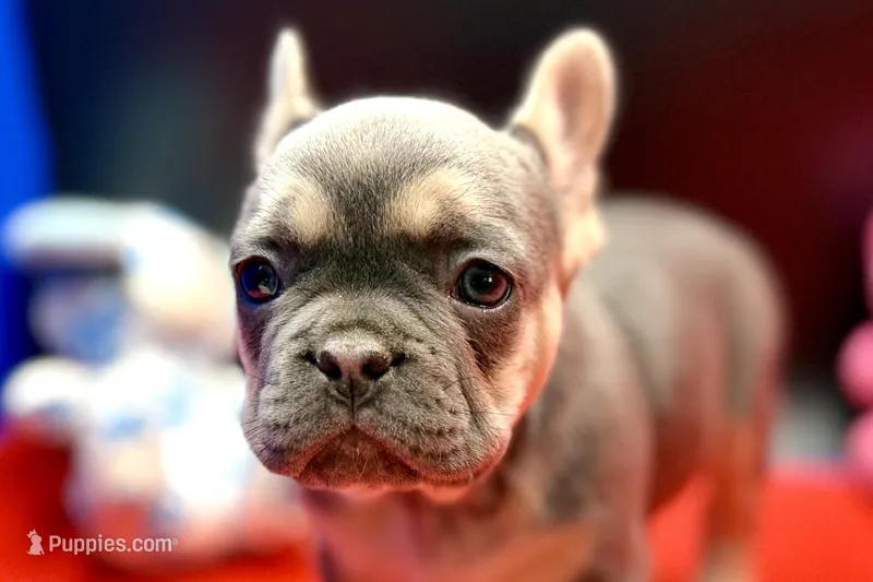Sadie, a female French Bulldog for sale in Sturgis, MI – Photo 1 of 9