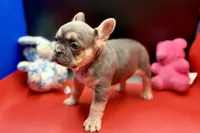 Sadie, a female French Bulldog for sale in Sturgis, MI – Photo 9 of 9