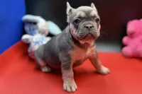 Sadie, a female French Bulldog for sale in Sturgis, MI – Photo 4 of 9