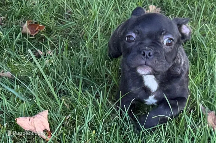 Vinny – Frenchton puppy for sale in Sturgis, MI