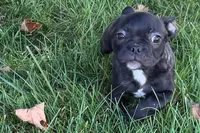 Vinny, a male Frenchton for sale in Sturgis, MI – 1 of 10