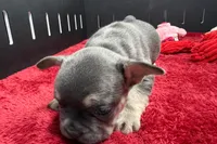 Zilo, a male French Bulldog for sale in Sturgis, MI – 10 of 10