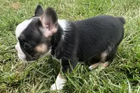 Frizzle, a female French Bulldog for sale in Sturgis, MI – 4 of 9
