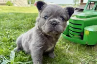 Star, a female French Bulldog for sale in Sturgis, MI – 8 of 9