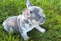 Rita, a female French Bulldog for sale in Sturgis, MI – 9 of 9