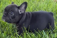 Pearl, a female French Bulldog for sale in Sturgis, MI – 4 of 7