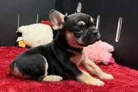 Zion , a male French Bulldog for sale in Sturgis, MI – 4 of 10